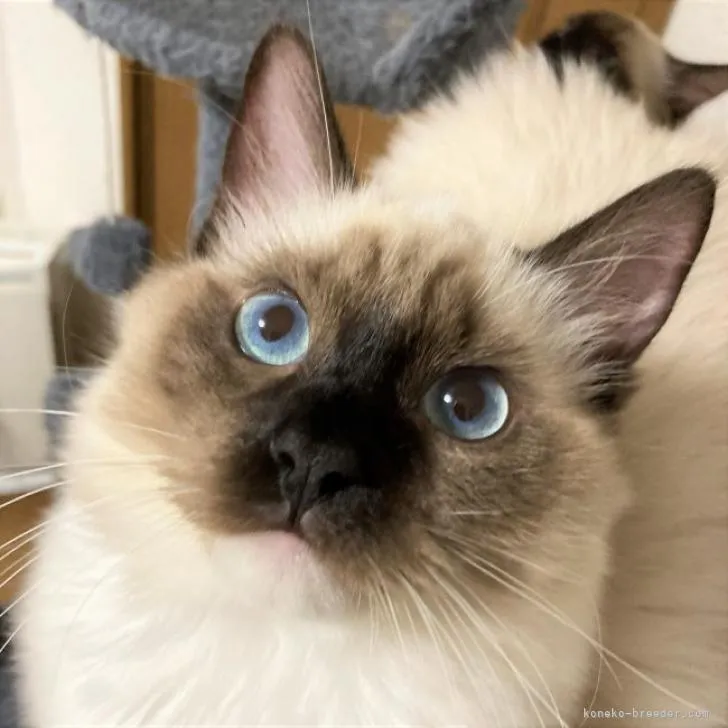 ID：2212-02366の子猫