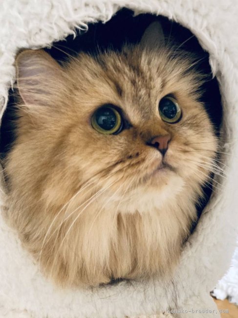 サイベリアン【・女の子・2020年8月15日・ブラウンパッチドタビー&amp;ホワイト】