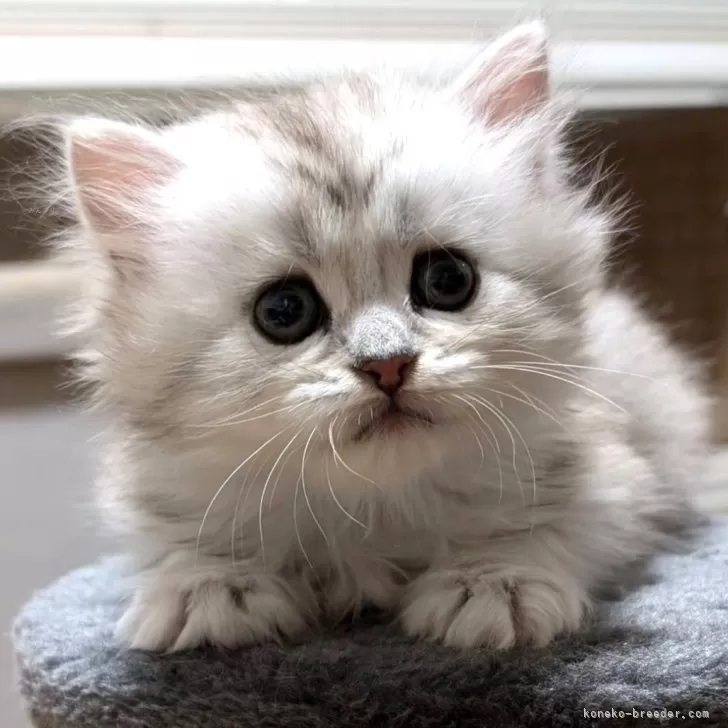 ID：2411-01547の子猫