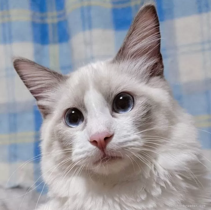 ラグドール【三重県・男の子・2025年4月10日・ブルーポイントバイカラー】の写真1