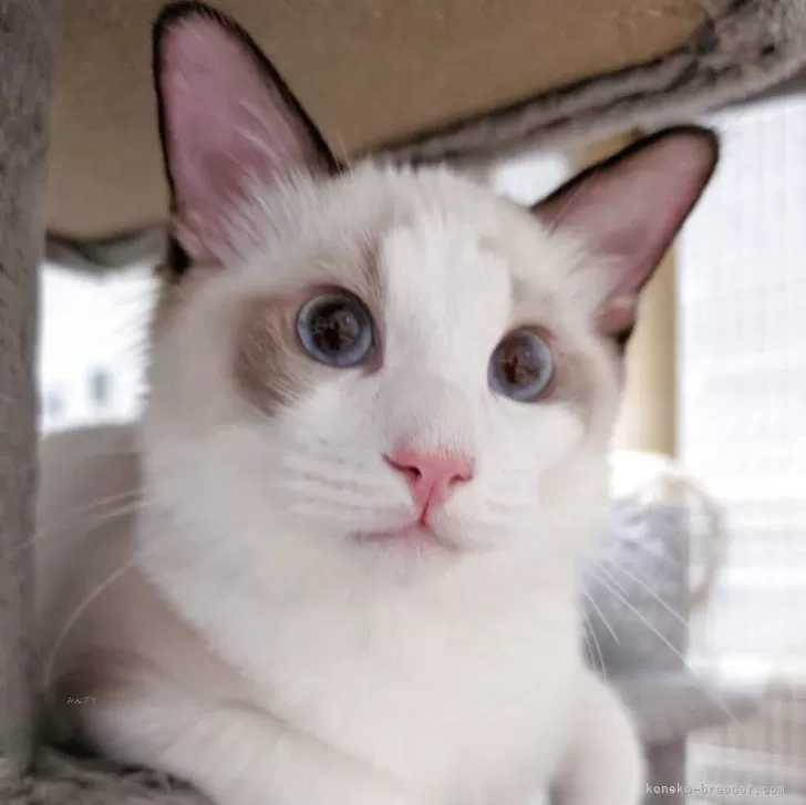 ID：2505-01310の子猫