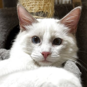 ラグドール【三重県・男の子・2025年4月10日・ブルーポイントバイカラー】の写真「ふわふわで可愛い💖男の子」