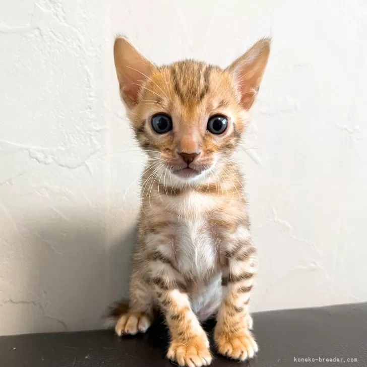 ID:2408-00432の子猫