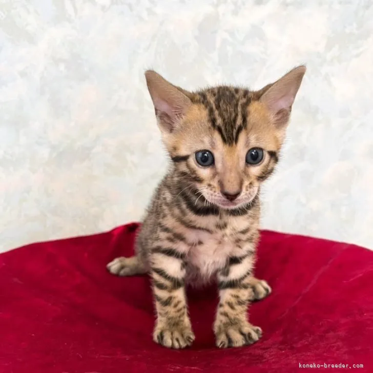 ID:2304-02643の子猫