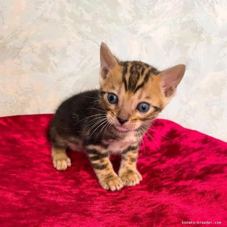 ID:2303-00124の子猫