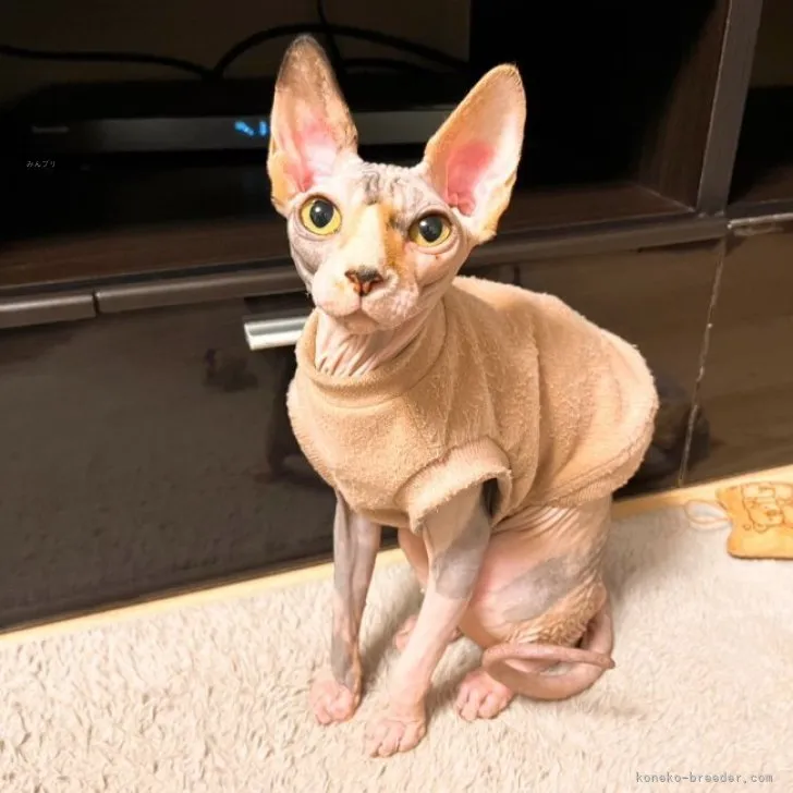 ID：2311-01754の子猫