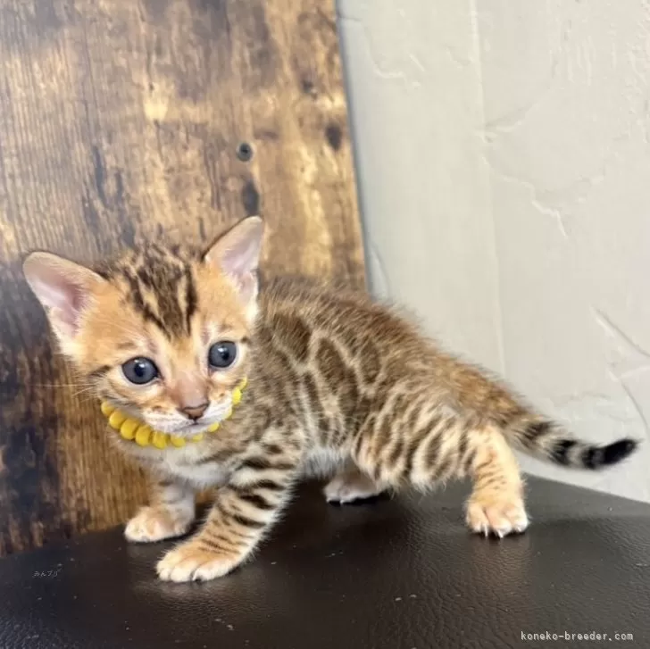 S.N 様のお迎えした子猫