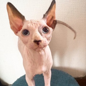 スフィンクス【北海道・女の子・2025年4月15日・キャリコ】の写真「きょうだい達や親猫達と元気に遊んでいます」