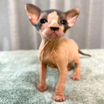 スフィンクス【北海道・女の子・2025年12月3日・ブラック&ホワイト】の写真「ストーブの前が特等席です🐱」