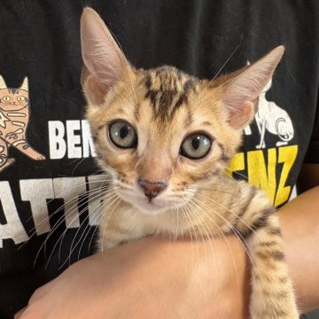 ベンガル【北海道・女の子・2025年7月24日・ブラウンスポッテドタビー(ロゼット)】の写真「かなり高いところまで登る様になりました🐱」