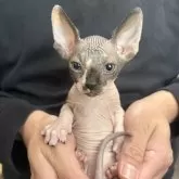 スフィンクス【北海道・男の子・2025年4月15日・ブラック&ホワイト】の写真1