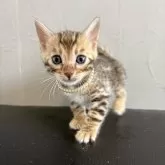 ベンガル