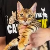 ベンガル
