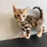 ベンガル