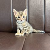 ベンガル