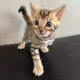 ベンガル
