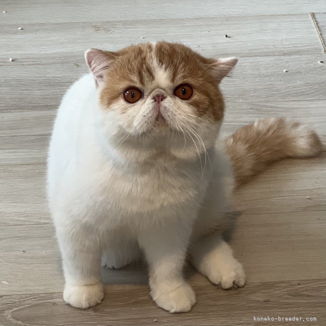 猪股　正美(いのまた　まさみ)ブリーダー(埼玉県・マンチカンなど・ICC登録)の紹介写真10