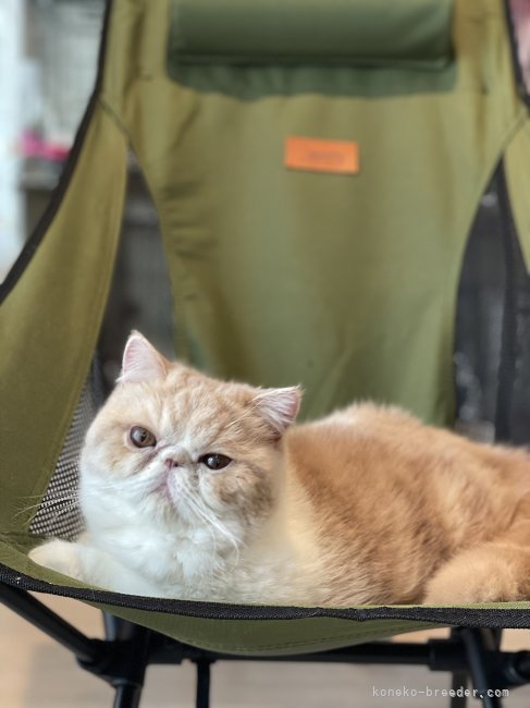 猪股　正美(いのまた　まさみ)ブリーダー(埼玉県・マンチカンなど・ICC登録)の紹介写真4