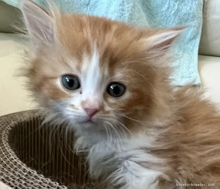 ID：2202-01551の子猫