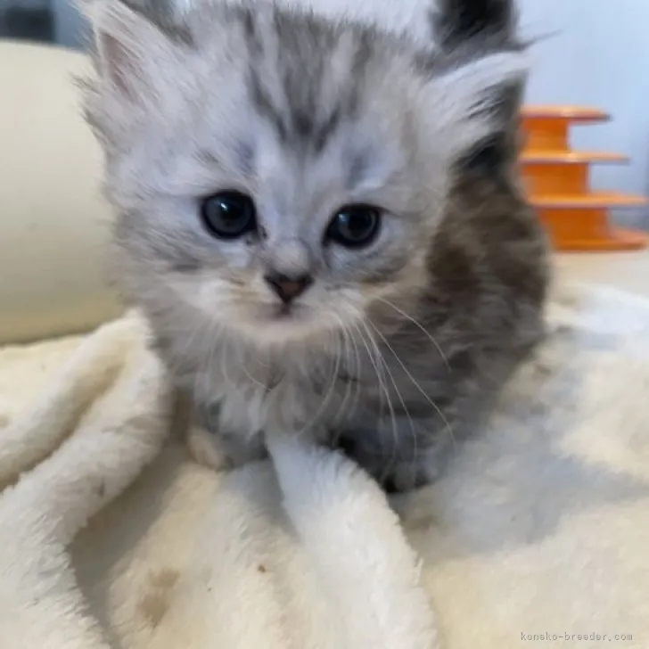 ID:2304-03625の子猫