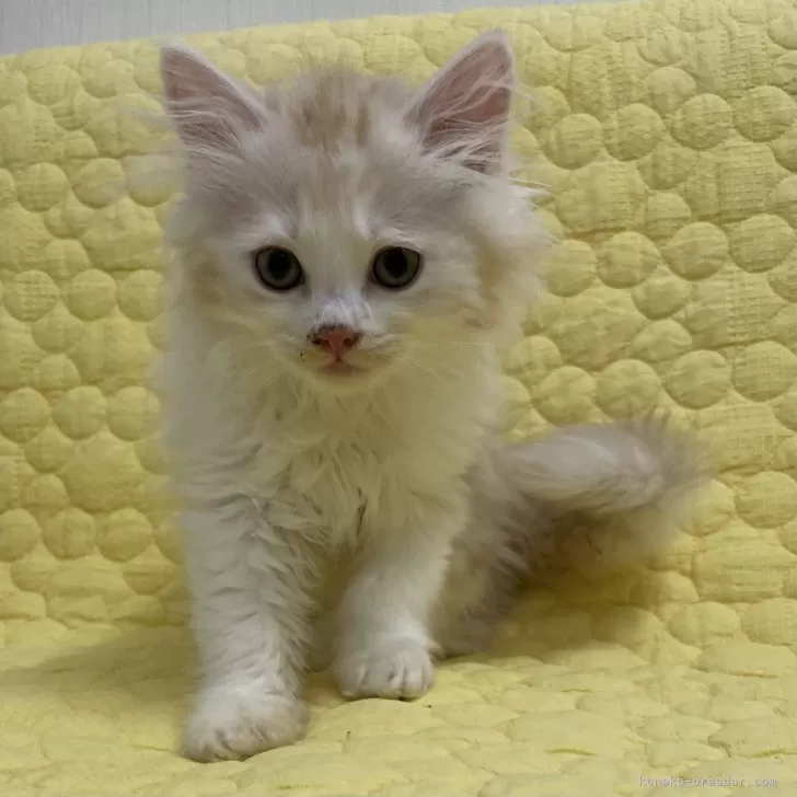 ID:2404-03262の子猫