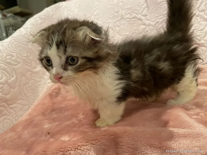 ID:2210-03082の子猫