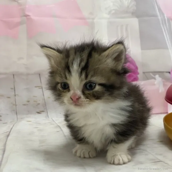 ID：2311-01156の子猫