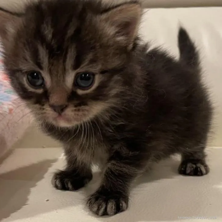 ID:2301-01496の子猫
