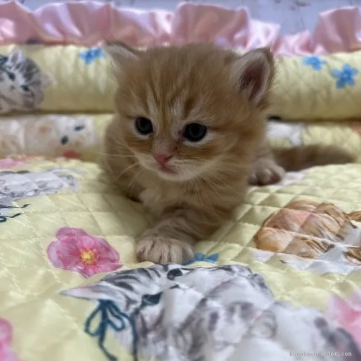 ID:2308-01498の子猫