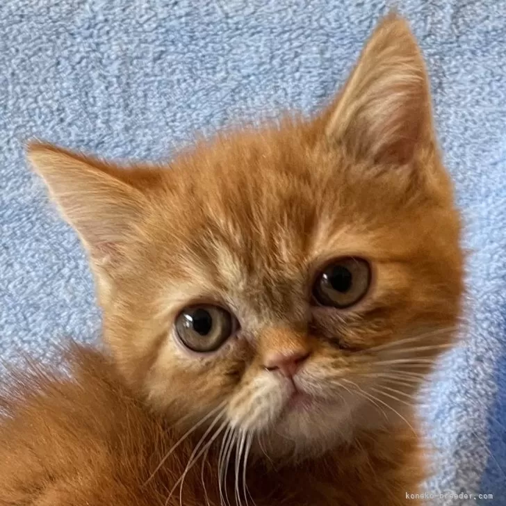 ID：2402-01520の子猫