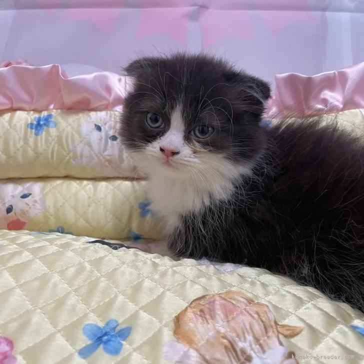 ID：2307-03043の子猫