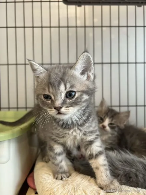 ID：2202-01574の子猫