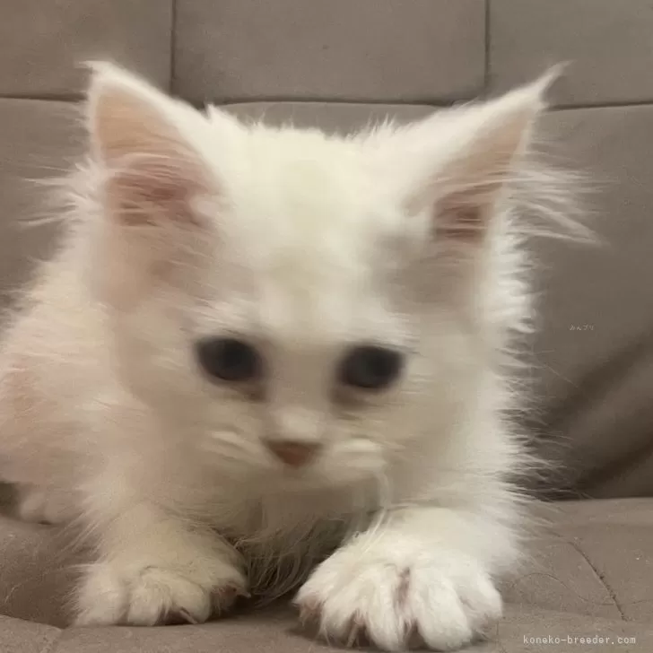 ID:2404-01027の子猫
