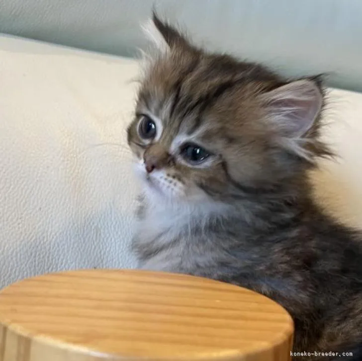 ID:2303-00312の子猫