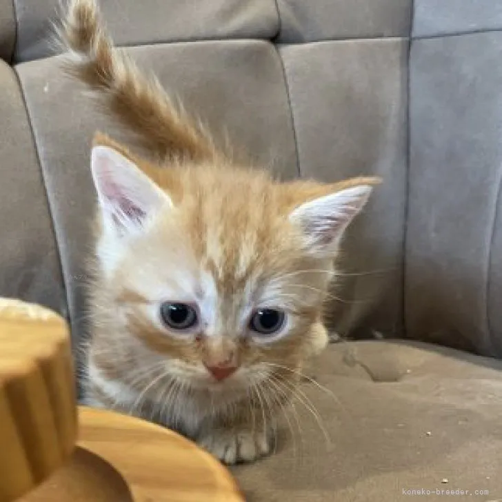 ID：2311-02443の子猫