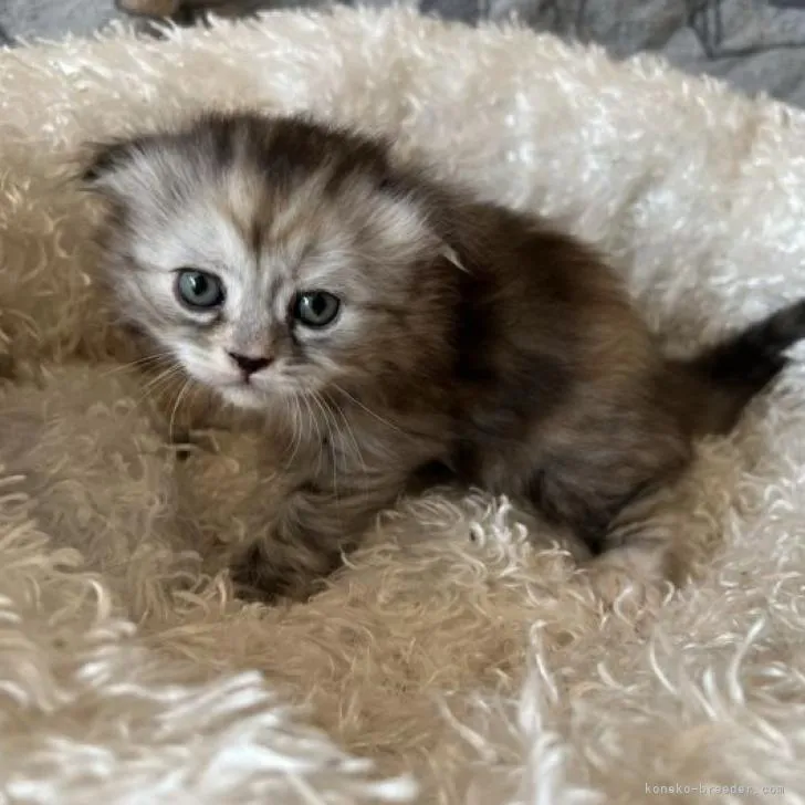 ID:2208-01257の子猫