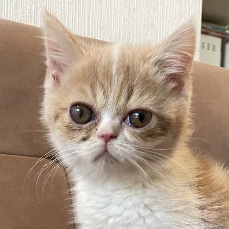 ID：2402-01523の子猫