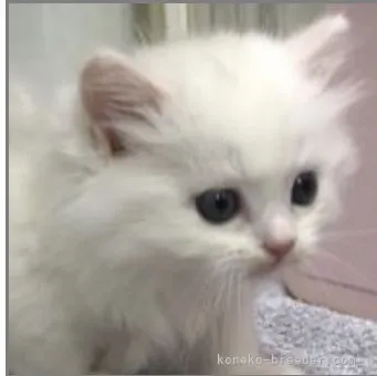 ID:2206-00167の子猫