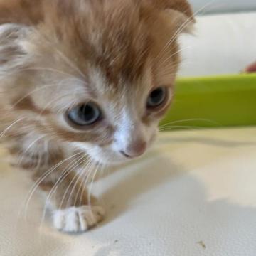 マンチカン(長足)【埼玉県・男の子・2022年12月13日・レッドタビー（短毛）】の写真「少し小柄ですがとても元気で甘えん坊」