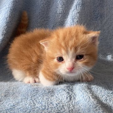 マンチカン(短足)【埼玉県・男の子・2024年2月12日・レッドタビー（ショート）】の写真「まだまだ成長中のおっとりさん」