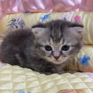 マンチカン(短足)【埼玉県・男の子・2023年7月22日・ブラウンタビー（短毛）】の写真「おっとりしていて抱っこ好き」