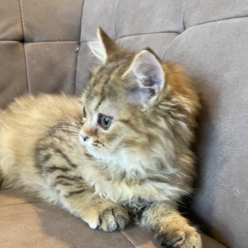 スコティッシュフォールド(立ち耳)【埼玉県・女の子・2023年11月22日・ブラウンタビー（ロング）】の写真「甘えん坊のお利口さん」