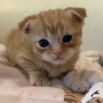 マンチカン(長足)【埼玉県・男の子・2022年5月15日・レッド（短毛）】の写真「とても甘えん坊の元気な子です」