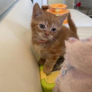 マンチカン(短足)【埼玉県・男の子・2022年12月13日・レッドクラシックタビー（短毛）】の写真「甘えん坊の抱っこすき、遊ぶことが大好きです」