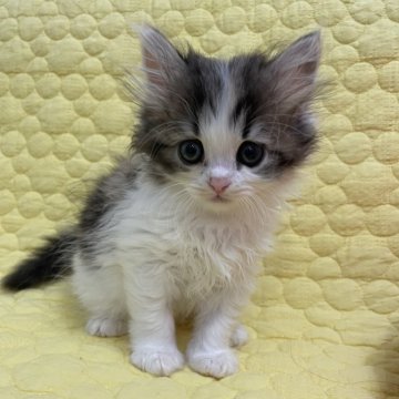 マンチカン(短足)【埼玉県・女の子・2024年4月22日・キャリコ（短毛）】の写真「おっとり甘えん坊」
