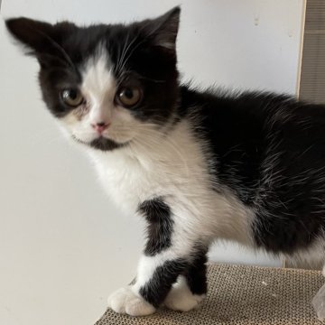 マンチカン(長足)【埼玉県・男の子・2023年12月12日・ブラック&ホワイト（短毛）】の写真「写真写りは目つき悪いけど実際は愛らしい僕です」