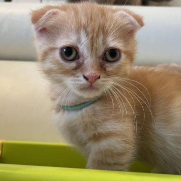 マンチカン(短足)【埼玉県・女の子・2022年12月13日・クリームタビー（短毛）】の写真「甘えん坊のおっとりさんですが元気に活発に育ってます」