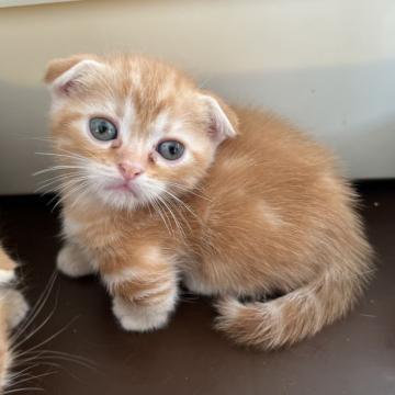 マンチカン(短足)【埼玉県・女の子・2022年8月27日・レッド（短毛）】の写真「今週いっぱいの期間限定価格」