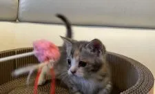 マンチカン(長足)【埼玉県・女の子・2021年12月17日・ブルーパッチドタビー&ホワイト】の写真1「令和4年2月15日撮影」