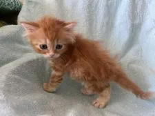 ミヌエット【埼玉県・男の子・2022年1月8日・レッド&ホワイト】の写真1「撮影2月22日」